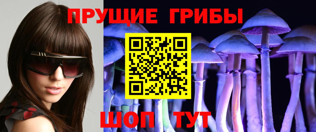 Псилоцибиновые грибы Psilocybe Лениногорск